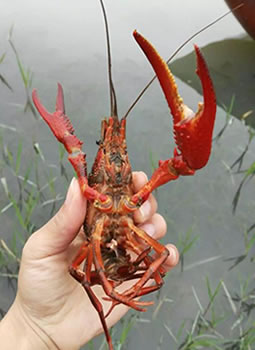 淡水虾蟹疾病综合防治 -1