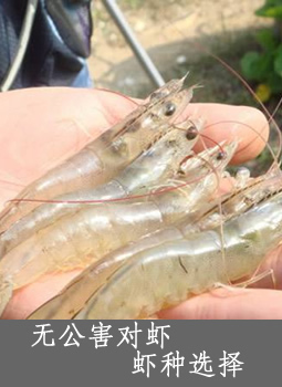 无公害对虾 虾种选择