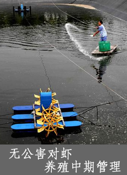 无公害对虾养殖中期管理