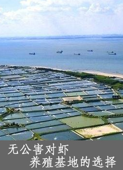 无公害对虾养殖基地选择