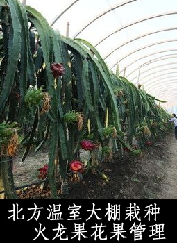 北方温室大棚栽种火龙果花果管理