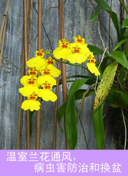 温室兰花通风，病虫害防治和换盆