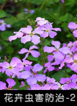 花卉虫害防治-2